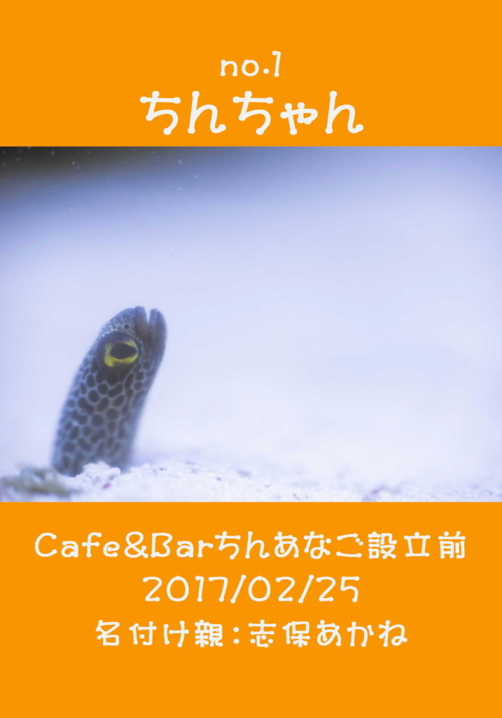 チンアナゴ25匹紹介 Cafe Barちんあなご